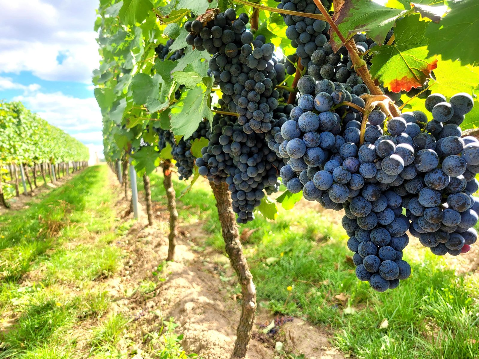 Blaue Trauben am Rebstock im Weinberg des Weinguts Patke