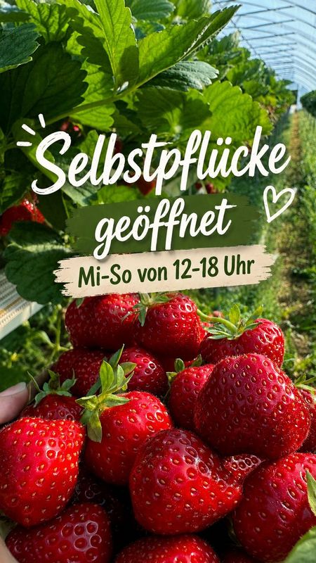 Frische Erdbeeren im Erdbeerfeld